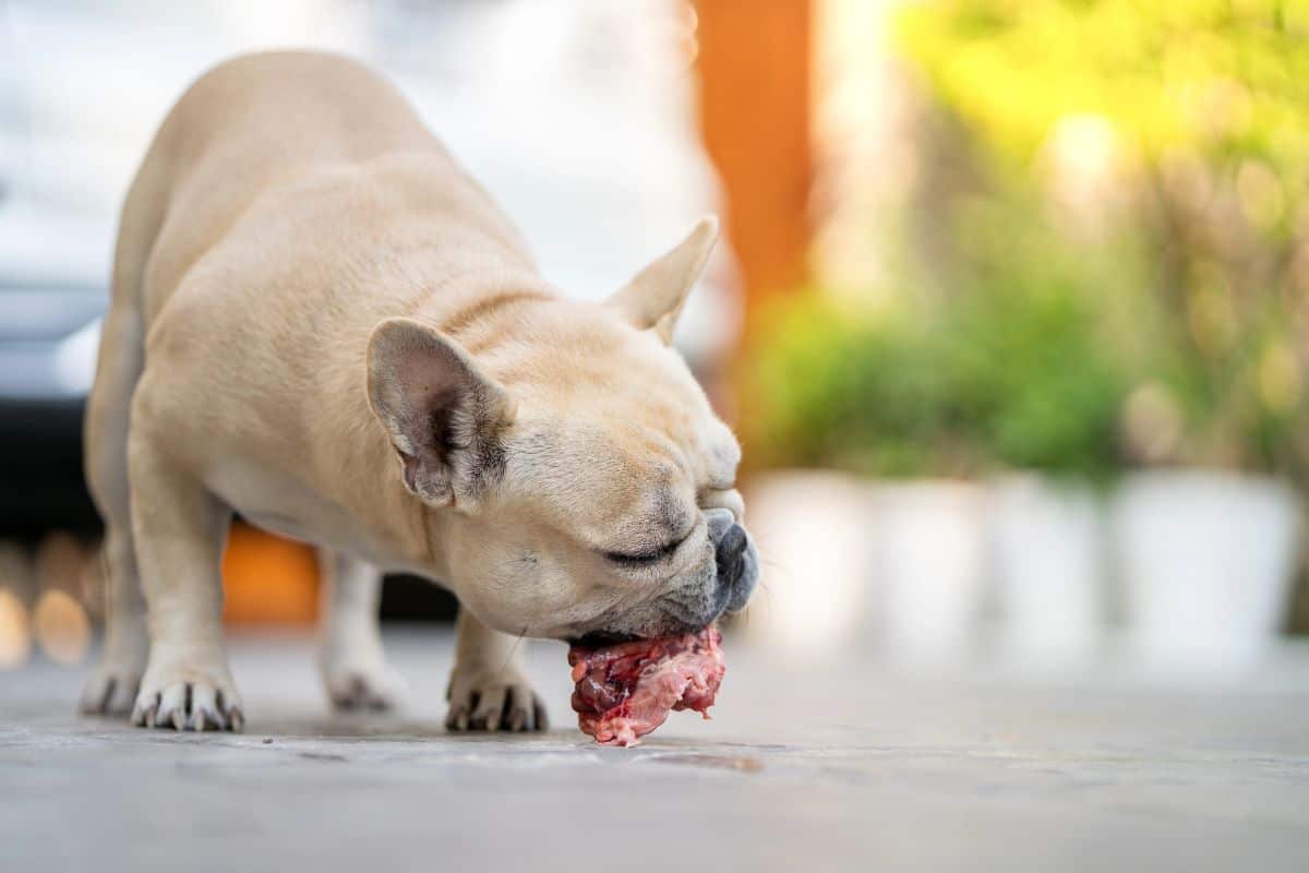French Bulldog eating a piece of raw chicken on the ground.