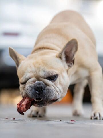 French Bulldog gnawing on a raw chicken piece outside.