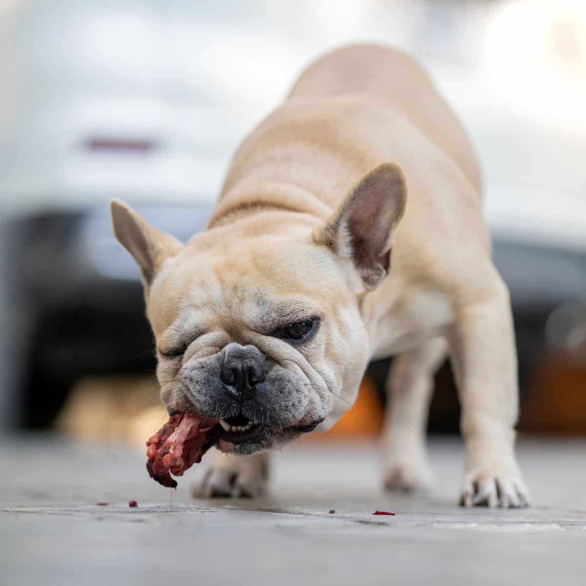 French Bulldog gnawing on a raw chicken piece outside.
