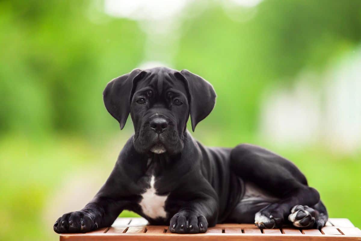 Cane Corso puppy lying on a wooden surface outdoors.