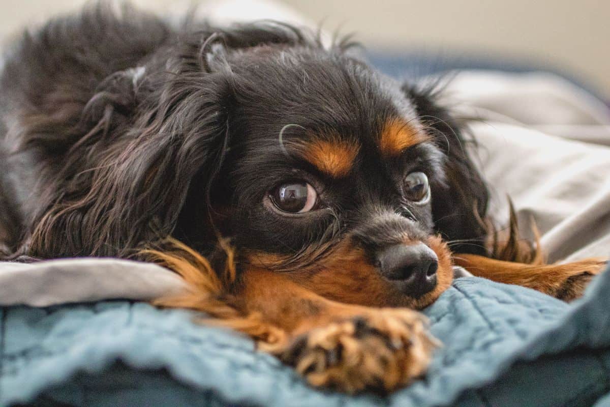 Cavalier King Charles Spaniel lying on a bed with wide eyes.