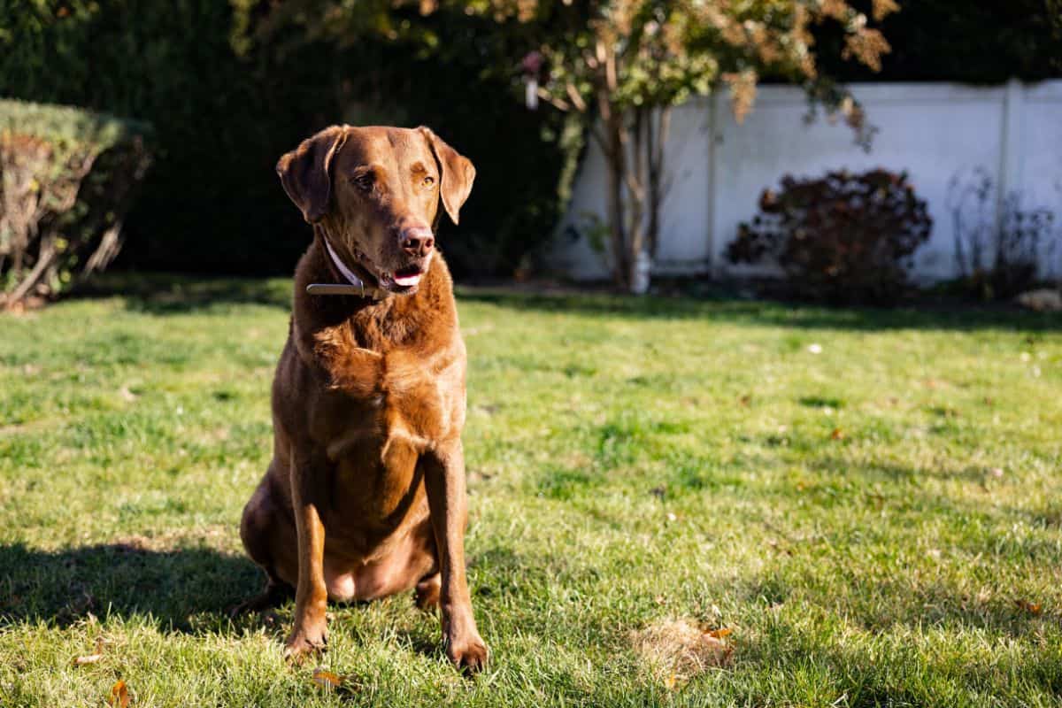 Chesapeake Bay Retriever sitting on a grassy lawn outdoors.