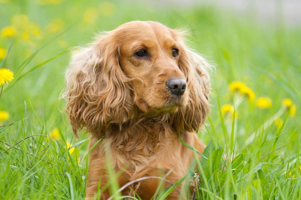 Cocker Spaniel resting in green grass with yellow flowers.