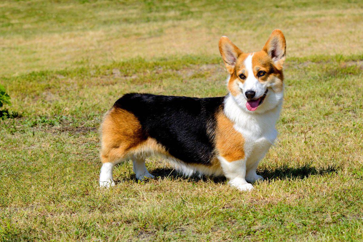 Pembroke Welsh Corgi standing on grass outdoors.