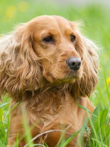 A Cocker Spaniel lying in lush grass surrounded by yellow blooms.