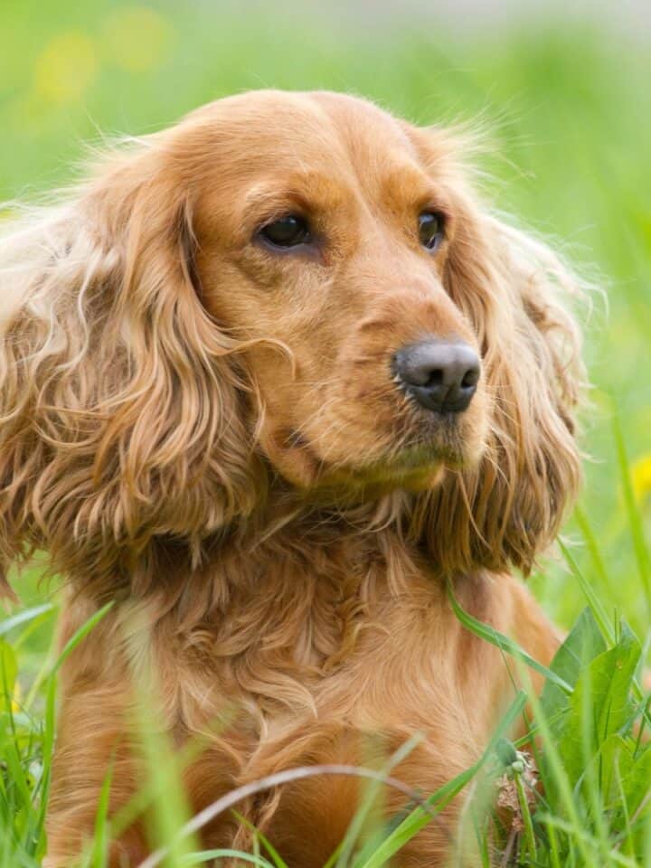 A Cocker Spaniel lying in lush grass surrounded by yellow blooms.