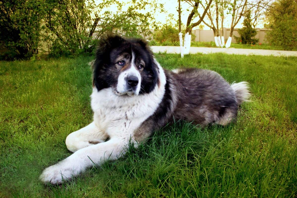 Large Caucasian Shepherd dog resting on green grass in a garden.