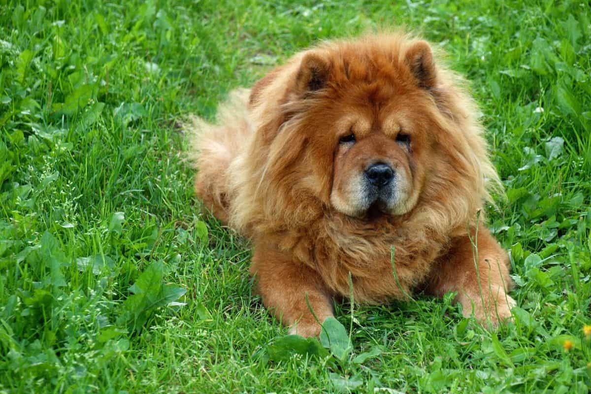 Fluffy red Chow Chow dog lying on green grass.