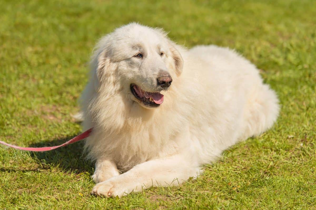 Fluffy white Great Pyrenees dog lying on grass outdoors.