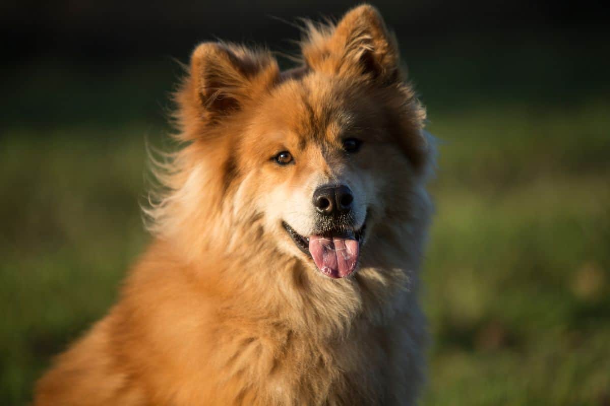 Fluffy Icelandic Sheepdog with a golden coat sitting outdoors.