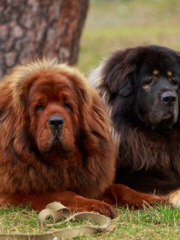 Tibetan Mastiff dogs lounging on a grassy lawn.