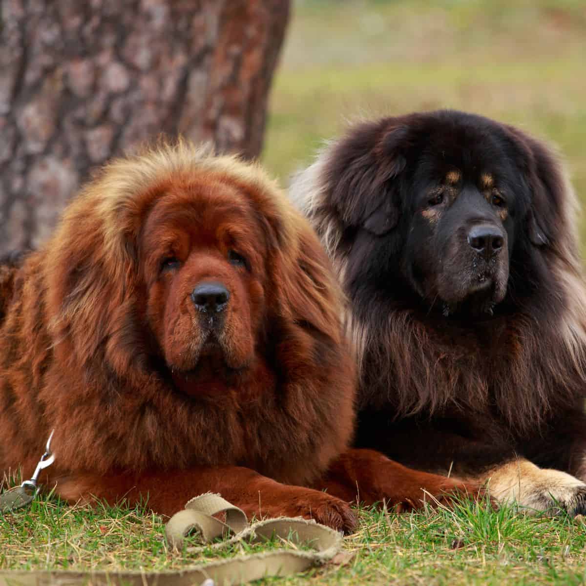 Tibetan Mastiff dogs lounging on a grassy lawn.