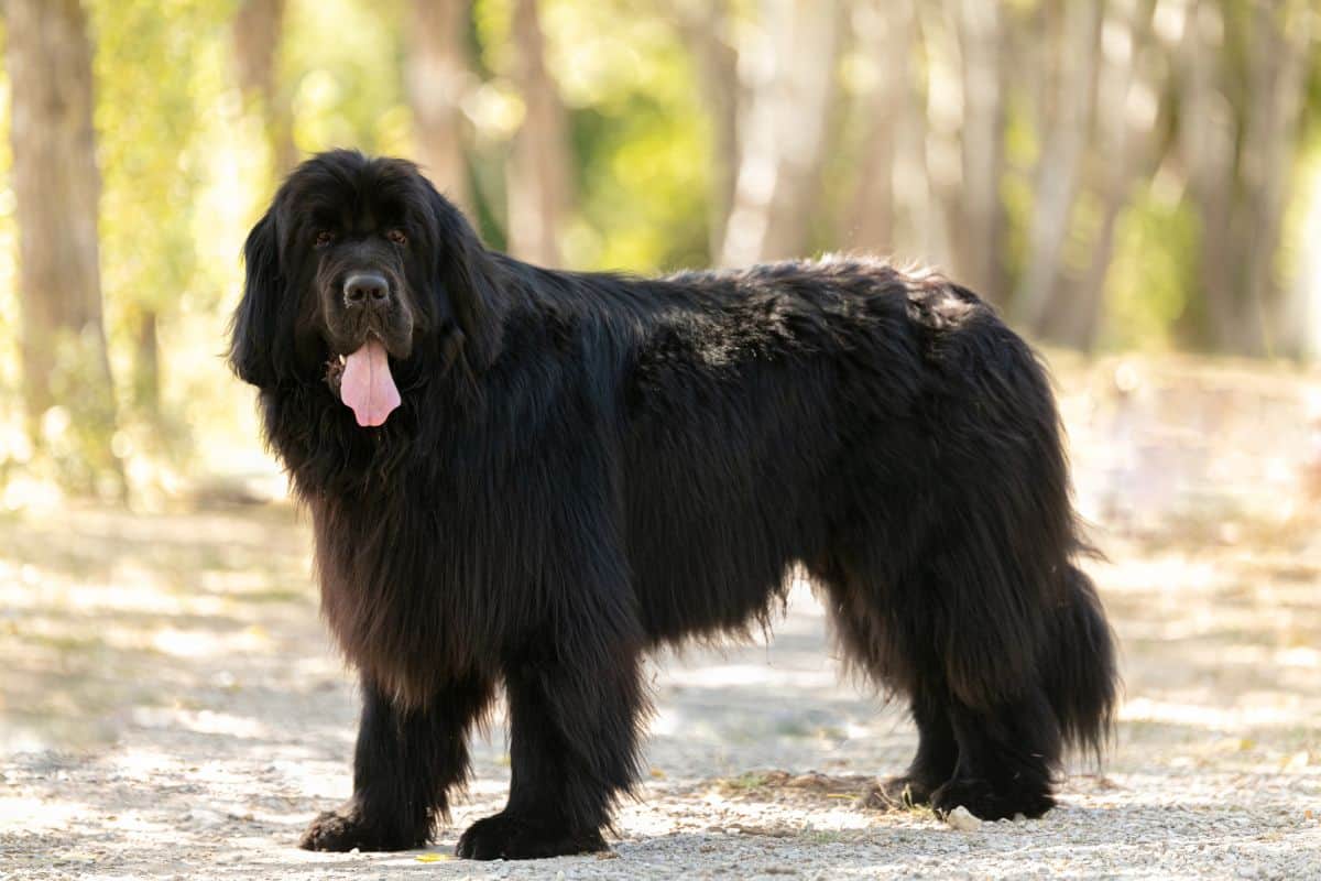 Black Newfoundland dog standing outdoors with its tongue out.