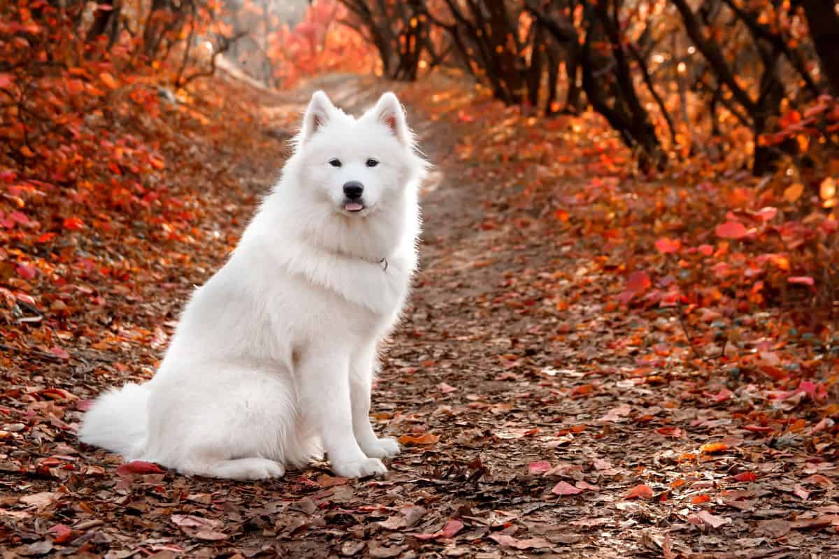 White Samoyed sitting on a leaf-covered forest path in autumn.