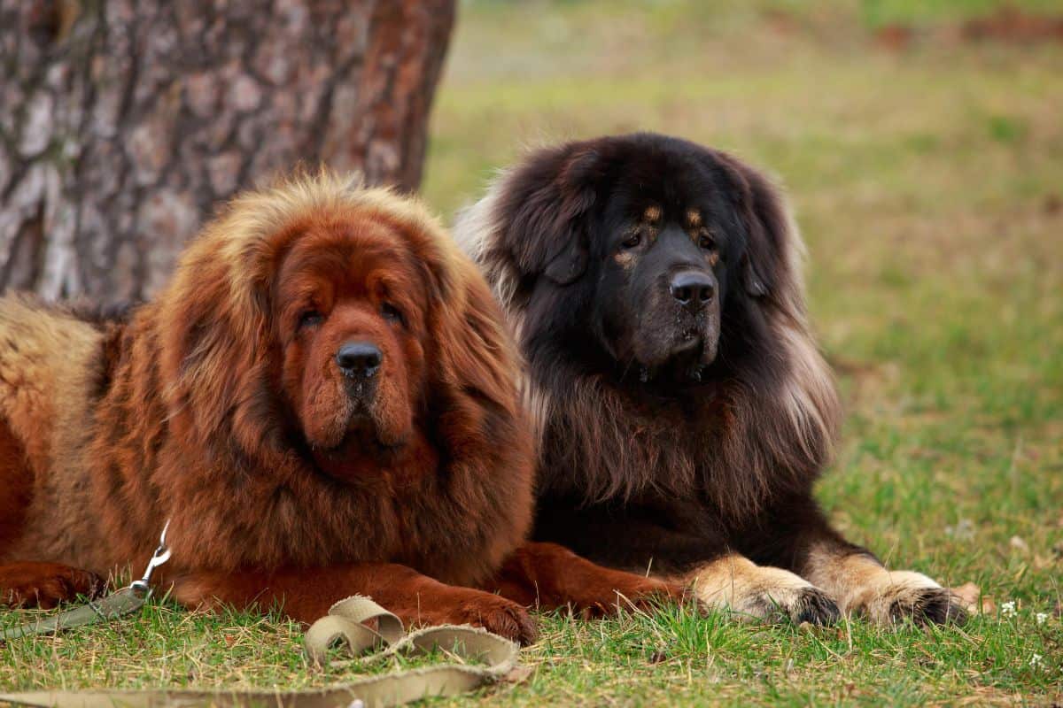 Two fluffy Tibetan Mastiff dogs lying on grass outdoors.