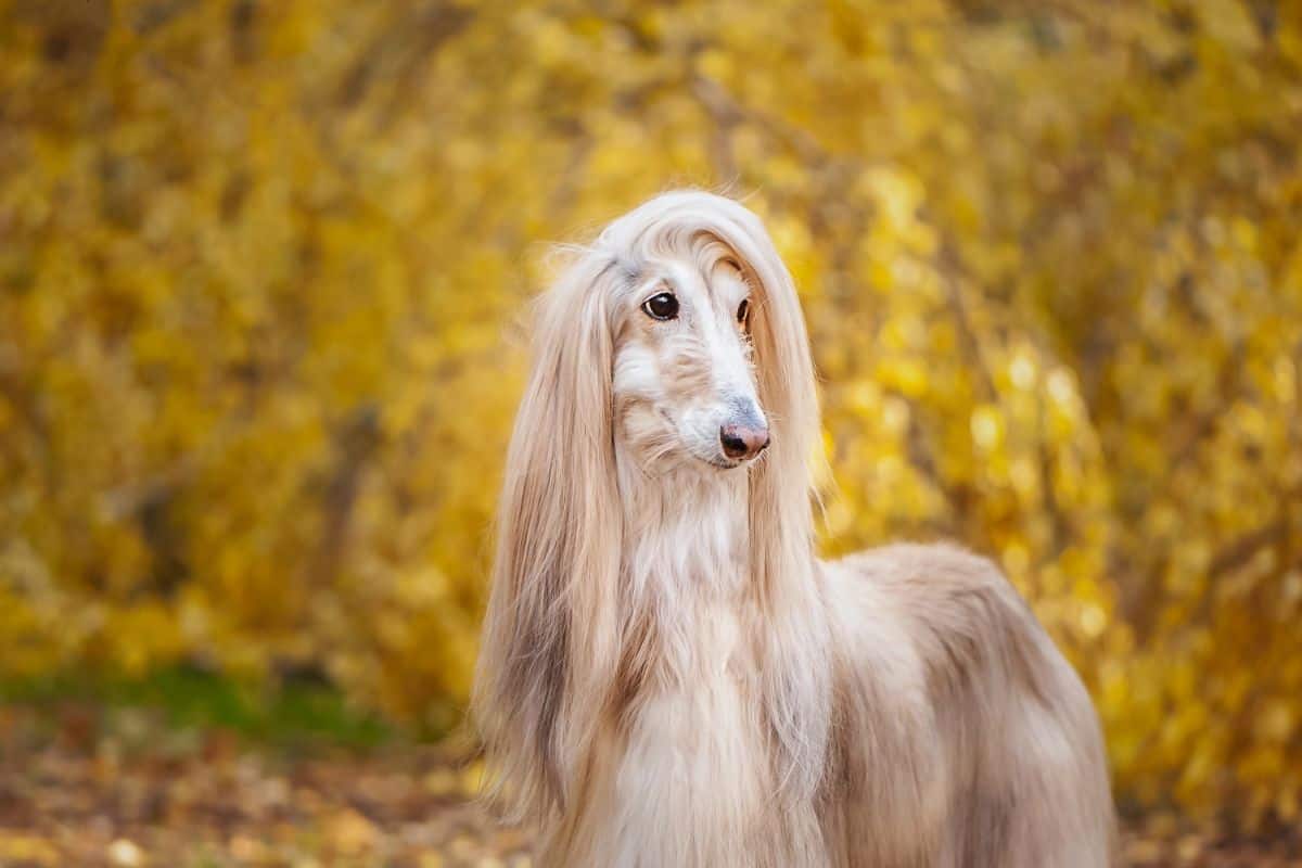 Afghan Hound with a long silky coat standing outdoors in autumn.
