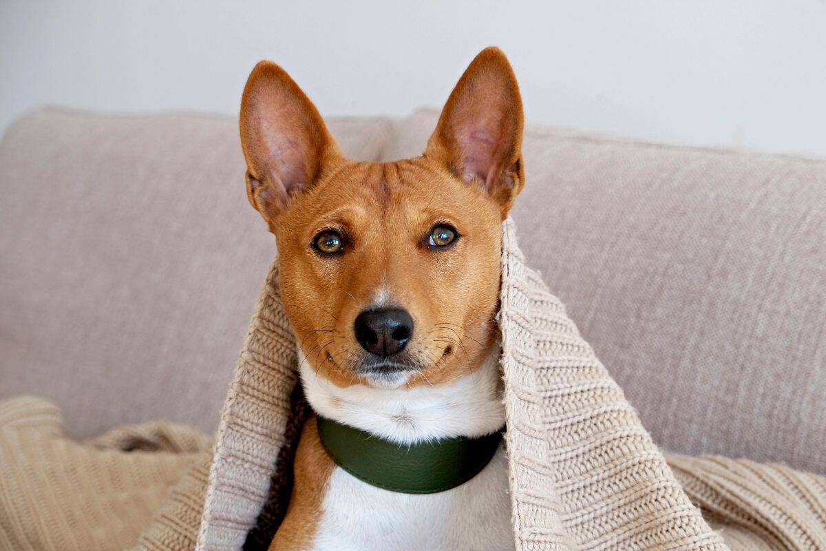 Basenji dog wrapped in a blanket while sitting on a couch.