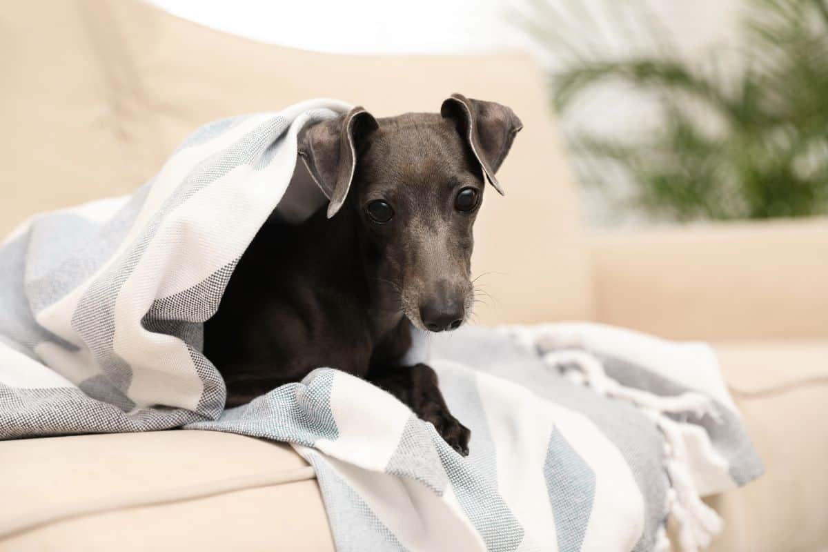 Italian Greyhound resting under a blanket on a sofa.