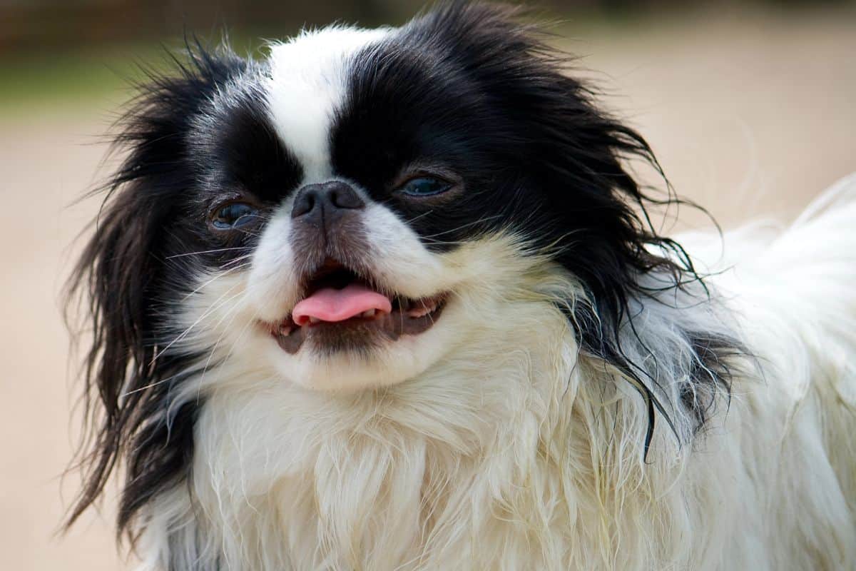 Japanese Chin with a black-and-white coat and tongue sticking out.
