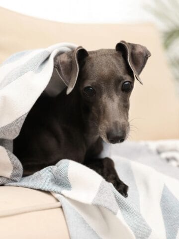 A slender Italian Greyhound relaxing beneath a blanket on a sofa.