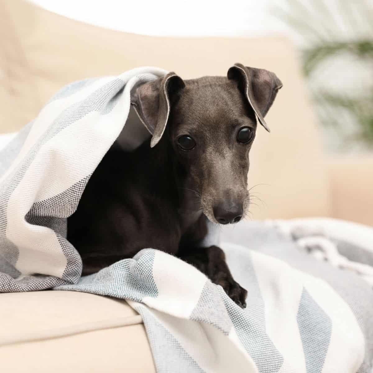 A slender Italian Greyhound relaxing beneath a blanket on a sofa.
