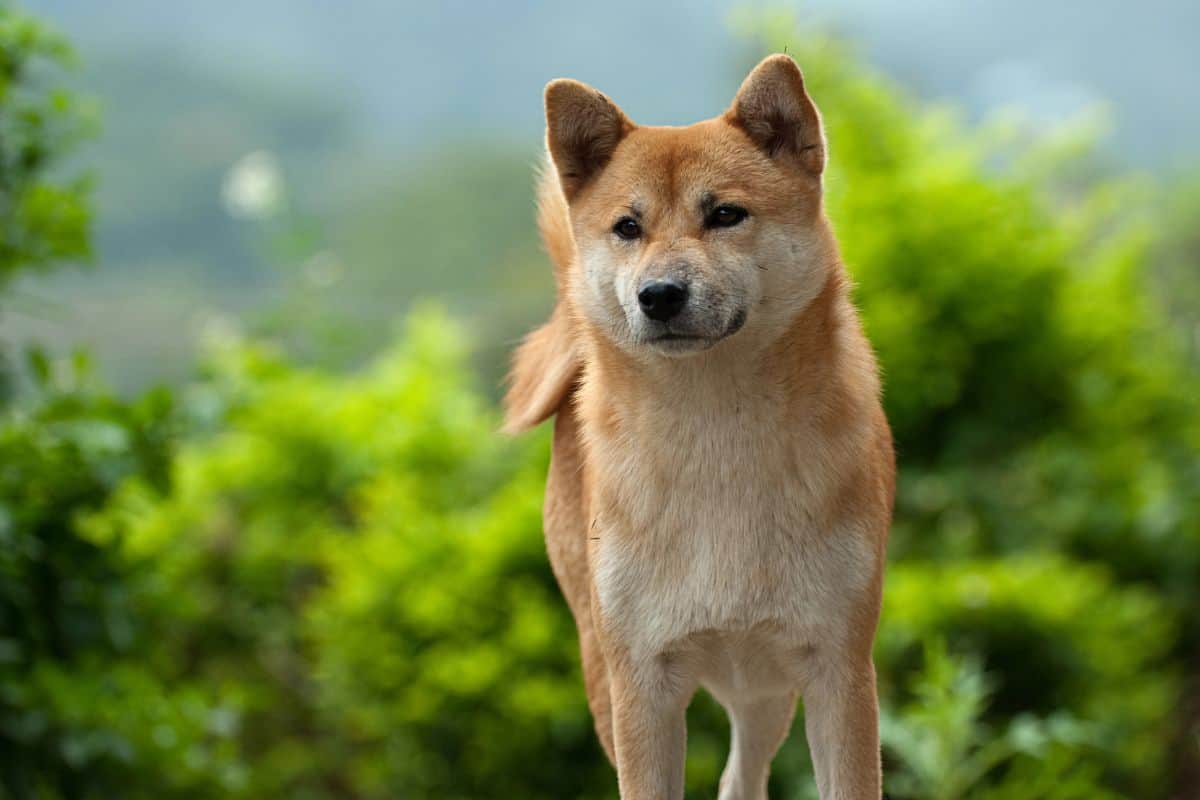 Shiba Inu standing outdoors with green foliage in the background.