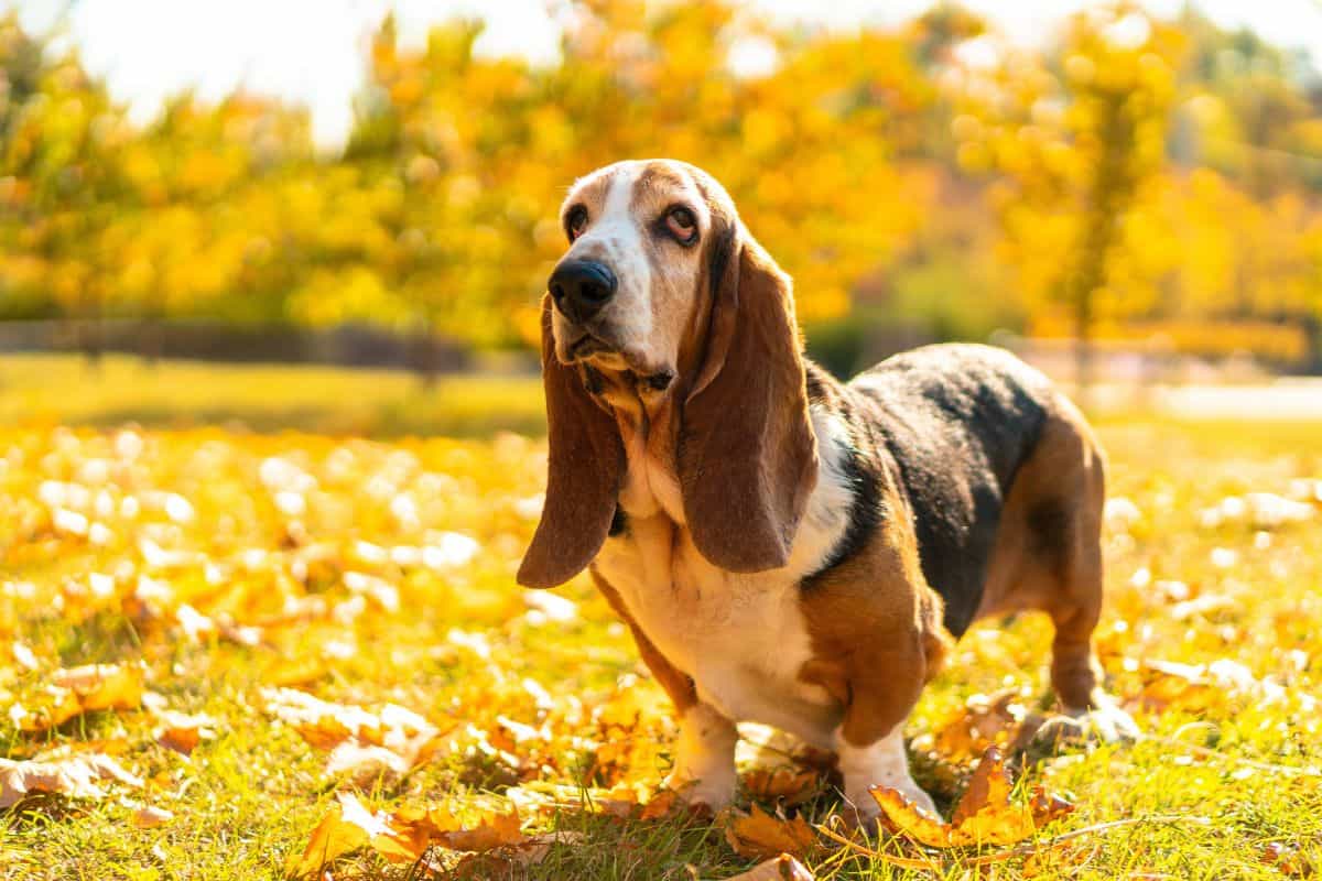 Basset Hound standing among autumn leaves in a park.