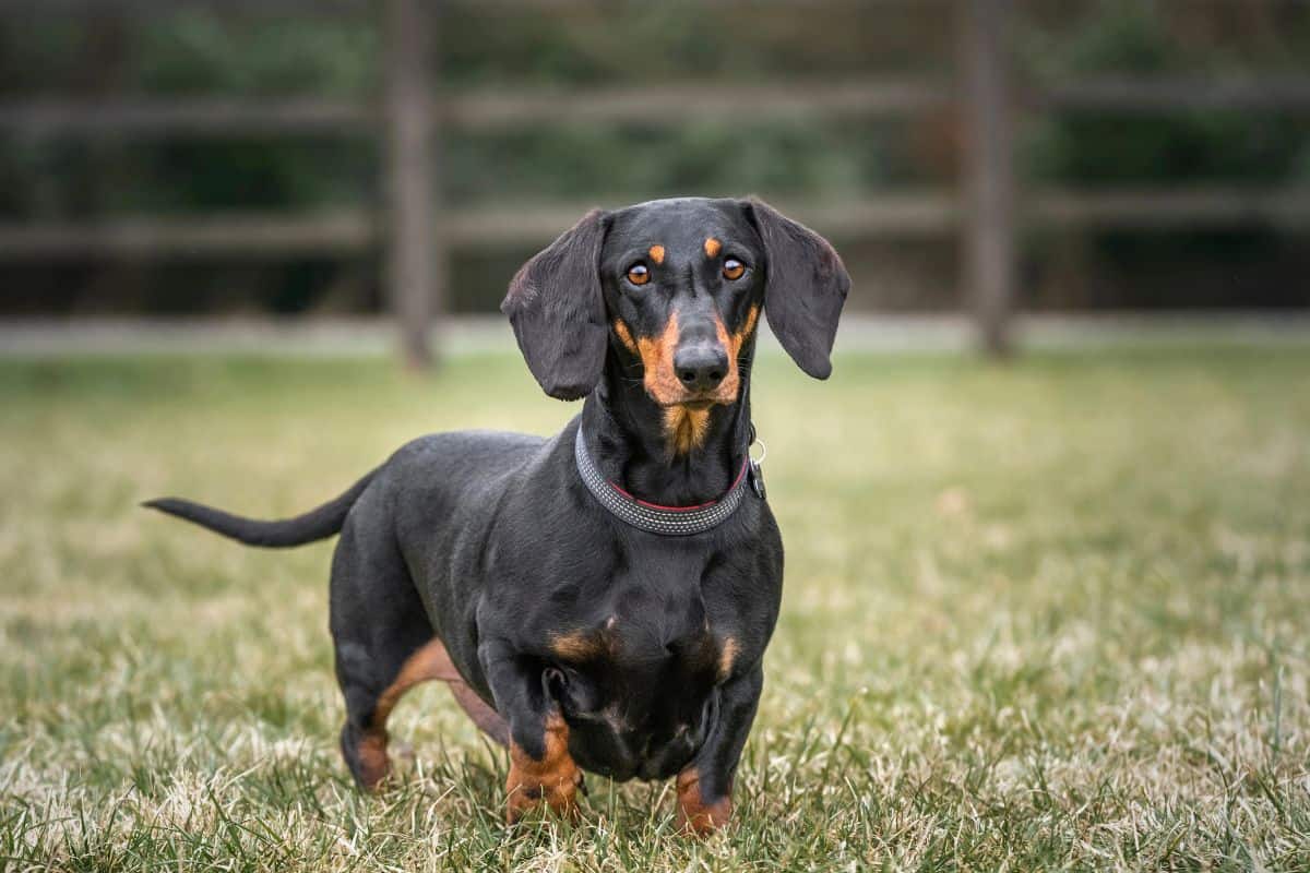 Dachshund standing on grass with a black and tan coat.