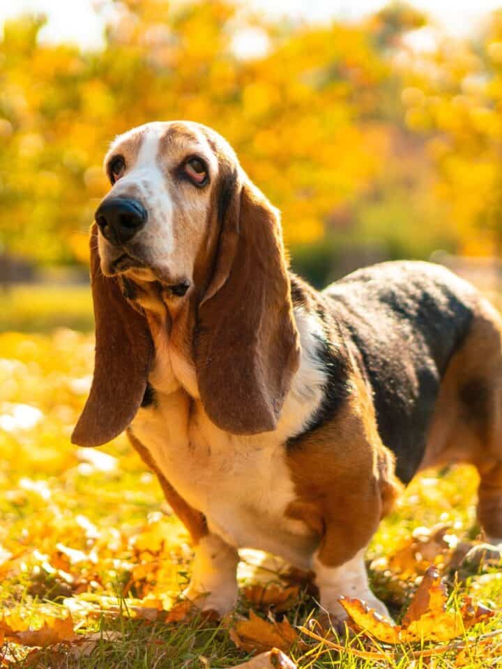 Basset Hound standing on a leaf-covered lawn in autumn.