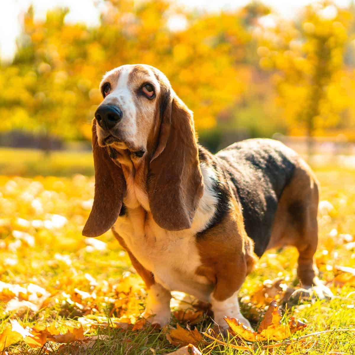 Basset Hound standing on a leaf-covered lawn in autumn.