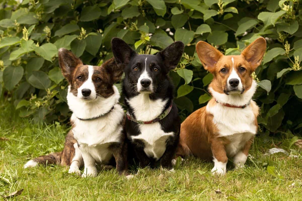 Three Pembroke Welsh Corgis sitting together on grass.