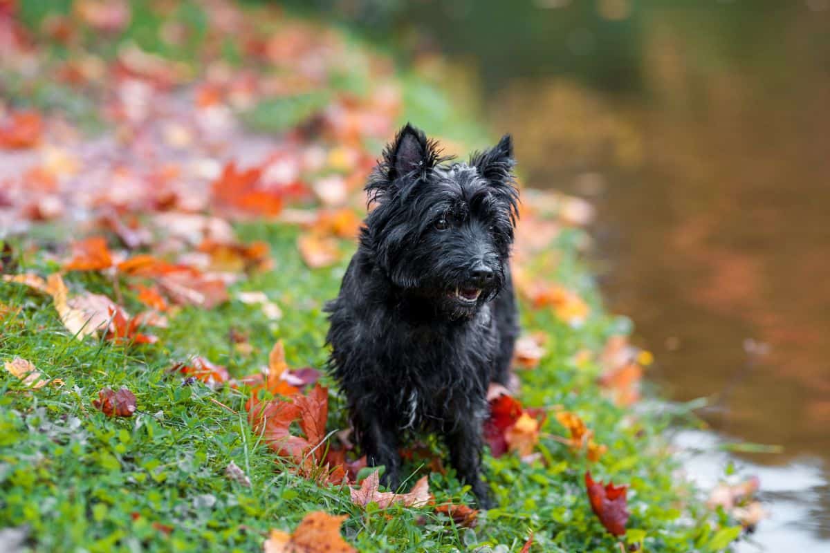 Scottish Terrier standing among fallen leaves beside a stream.