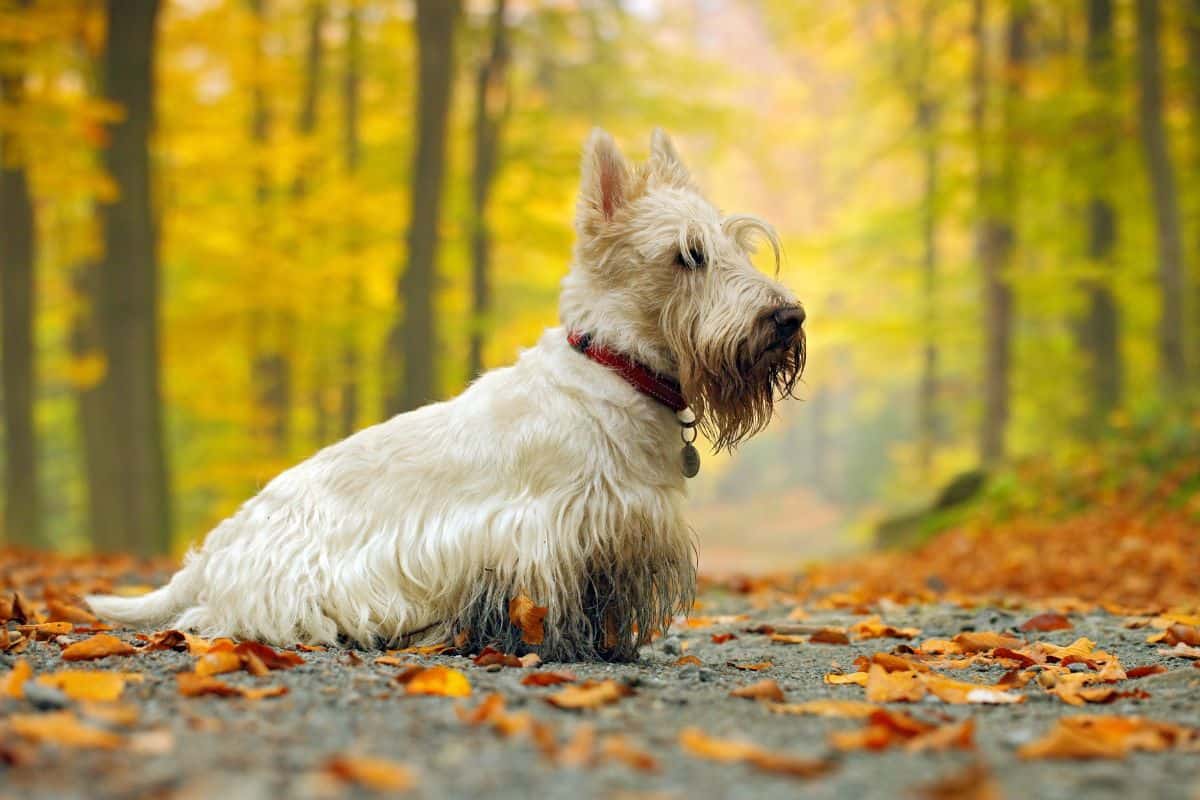 West Highland White Terrier sitting on a leaf-covered forest path.