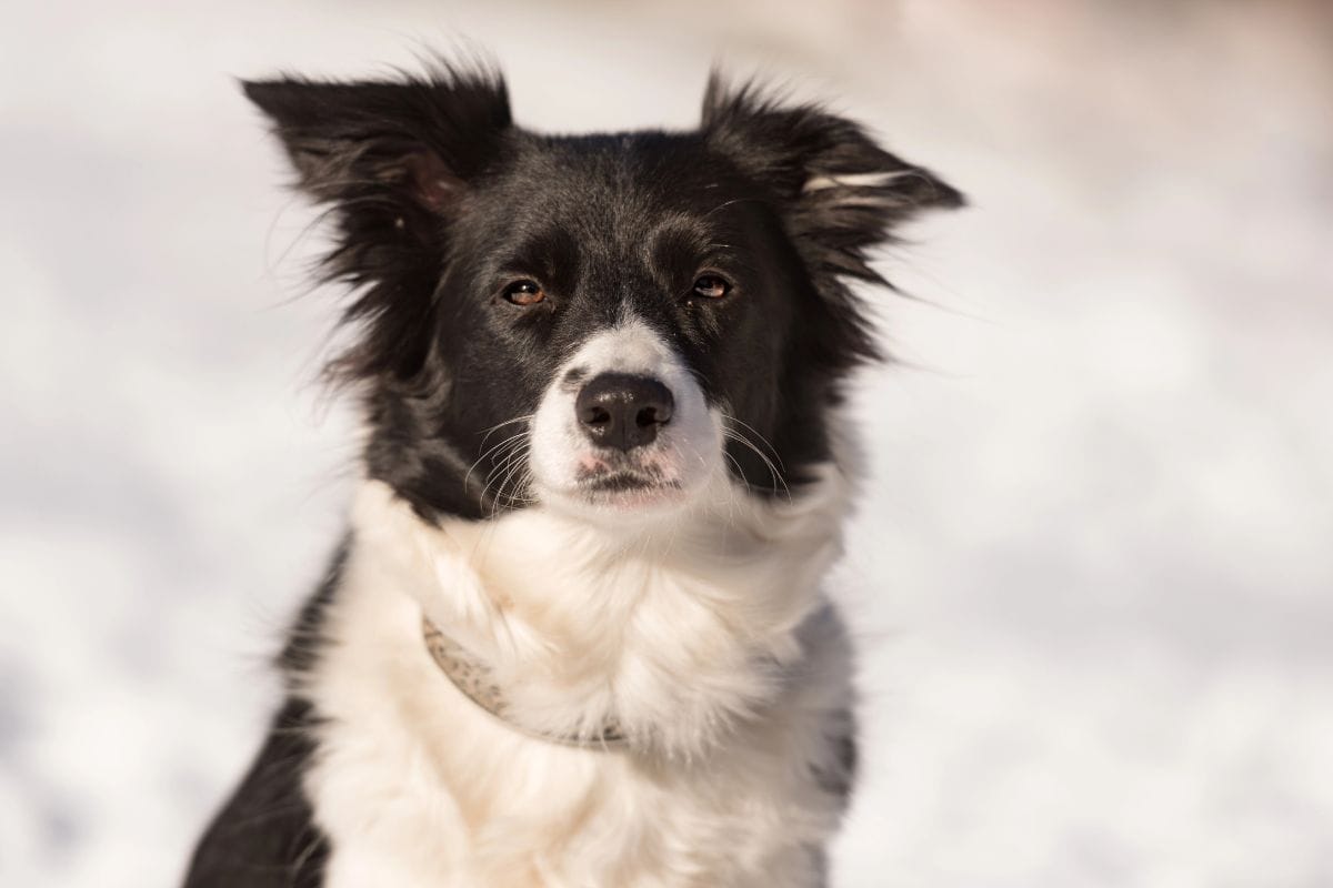 Black and white Border Collie sitting outdoors in a snowy setting.