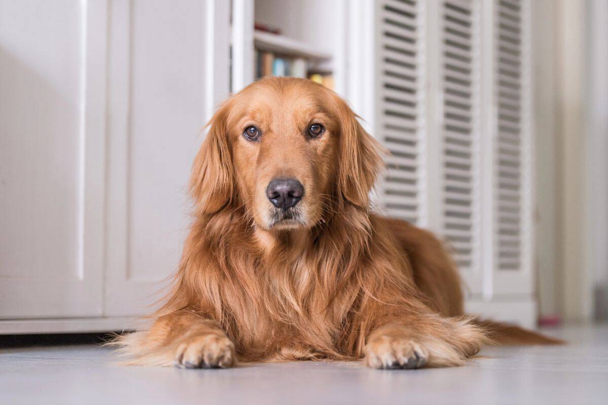 Golden Retriever lying on an indoor floor and looking at the camera.