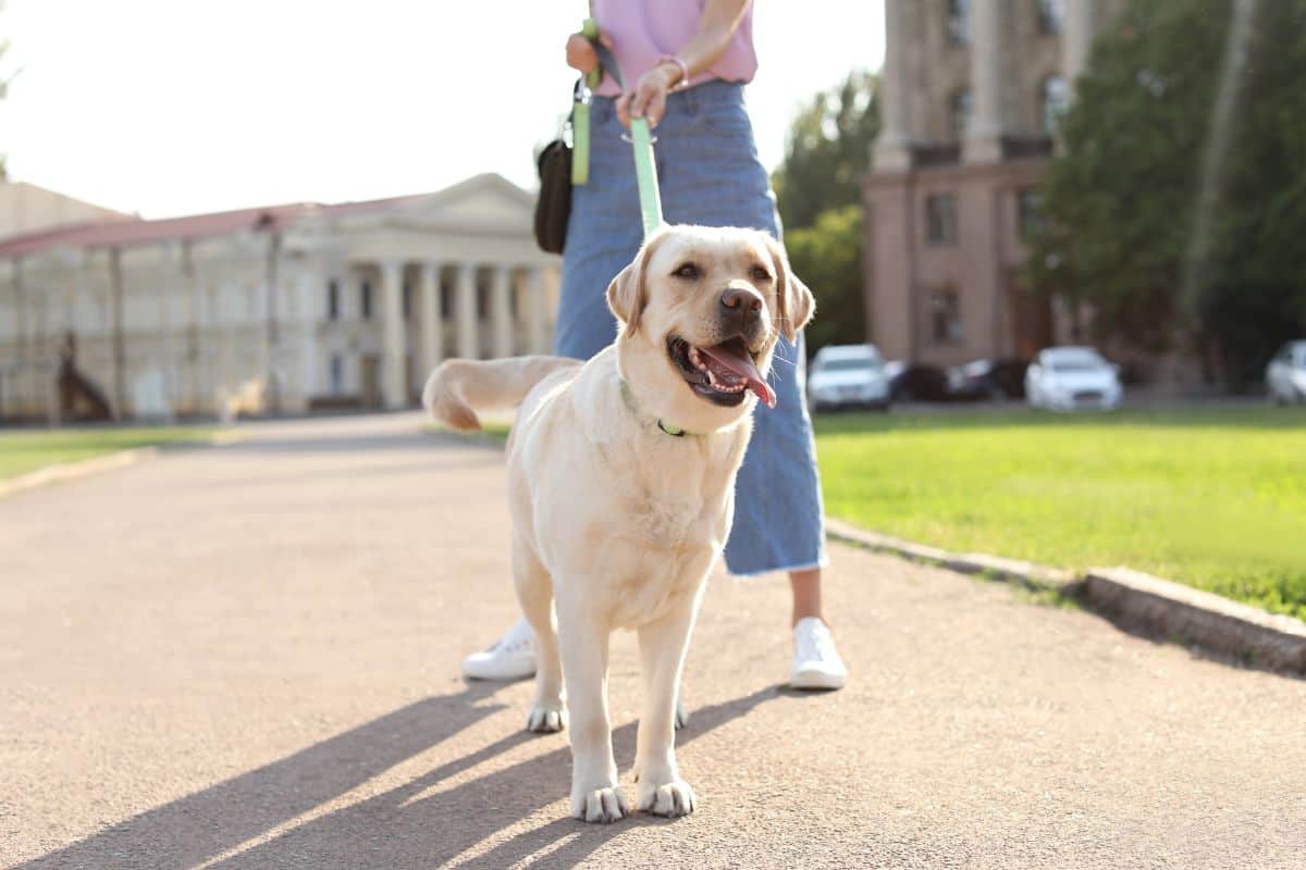 Yellow Labrador Retriever standing on a leash in a sunny park.