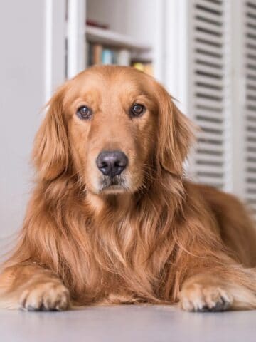 A Golden Retriever resting indoors while gazing toward the camera.