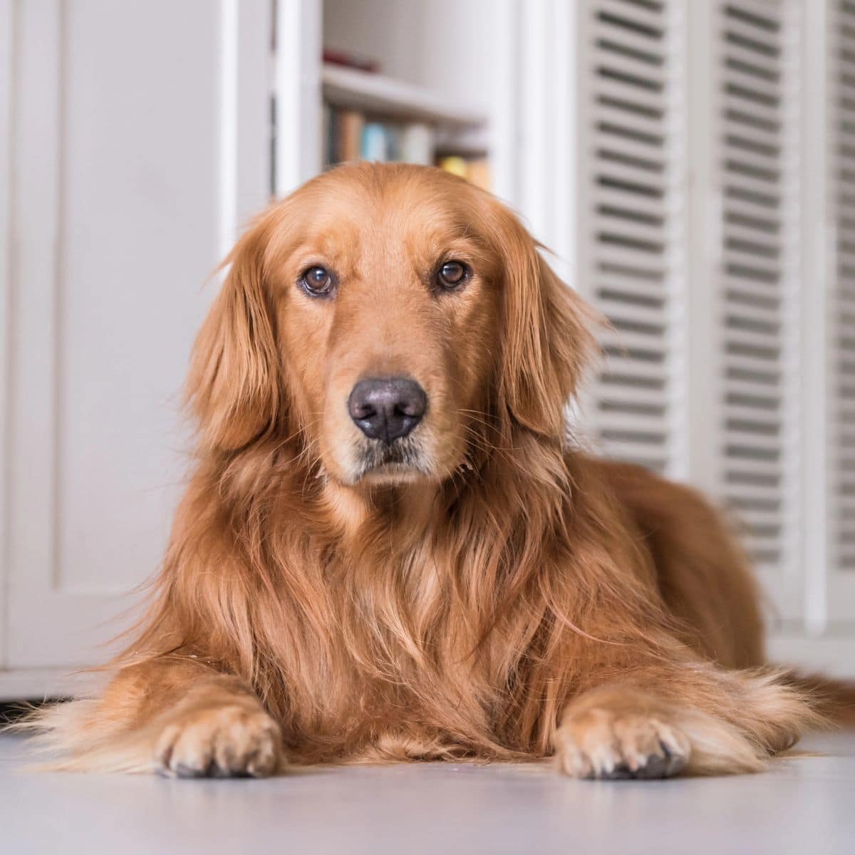 A Golden Retriever resting indoors while gazing toward the camera.