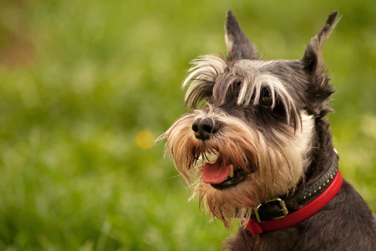 Miniature Schnauzer with a red collar sitting outdoors on green grass.