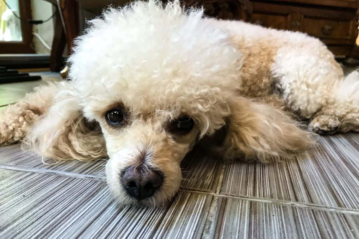White poodle lying flat on a tiled floor, looking directly at the camera.