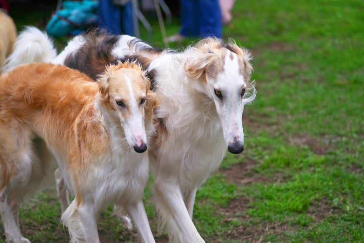 Two long-haired Borzoi dogs walking side by side on grass.