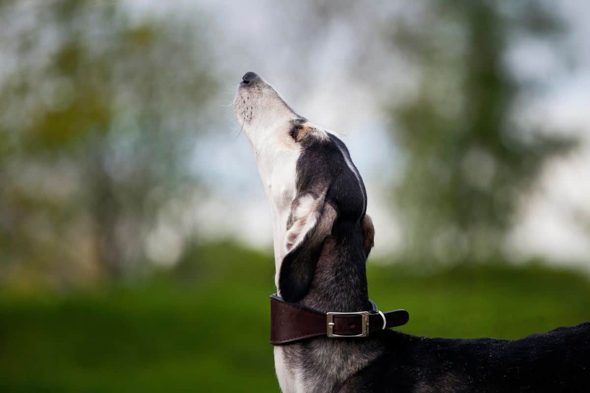 Greyhound standing outdoors with its head raised upward.