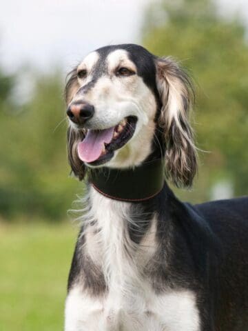 A black-and-white Saluki stands alert on grass in an outdoor setting.