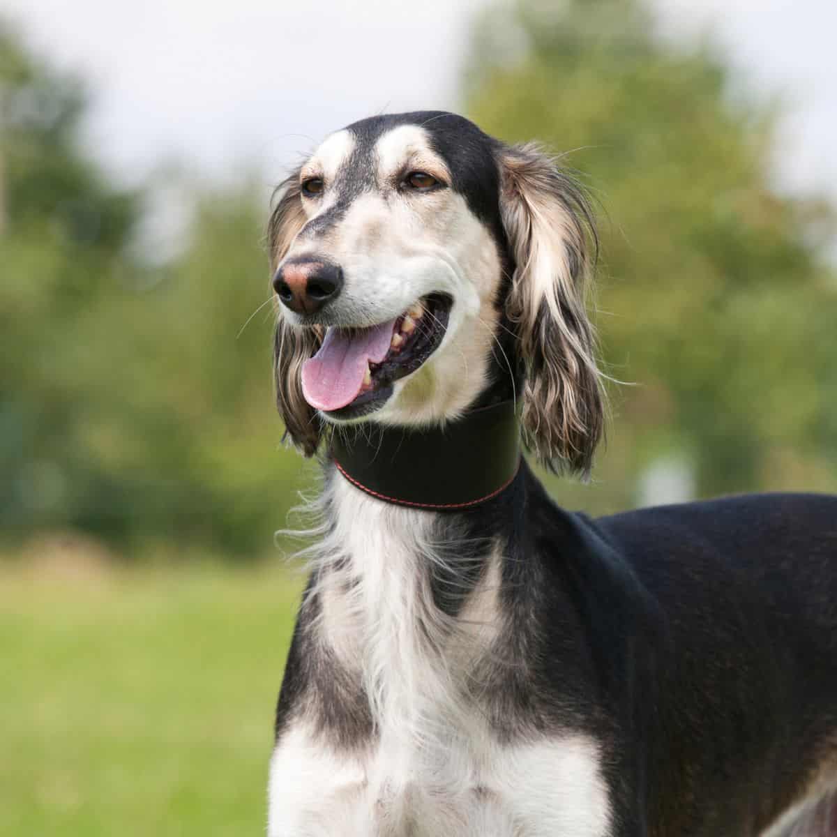 A black-and-white Saluki stands alert on grass in an outdoor setting.