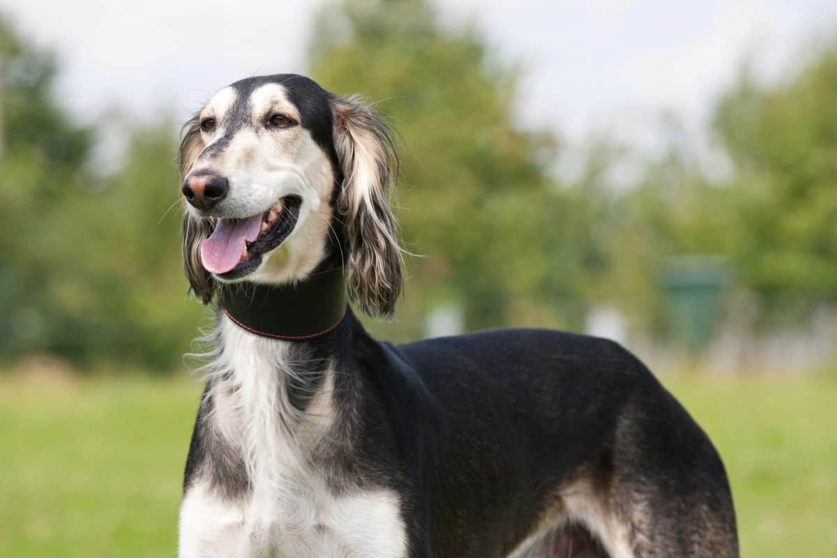 Black and white Saluki dog standing outdoors on grass.