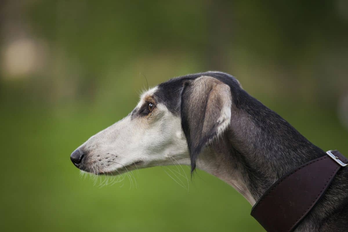 Side profile of a Greyhound wearing a collar outdoors.