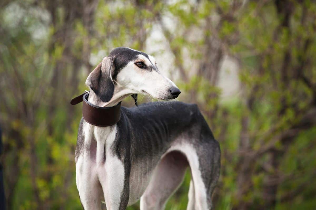 Large greyhound standing outdoors with a wide leather collar.