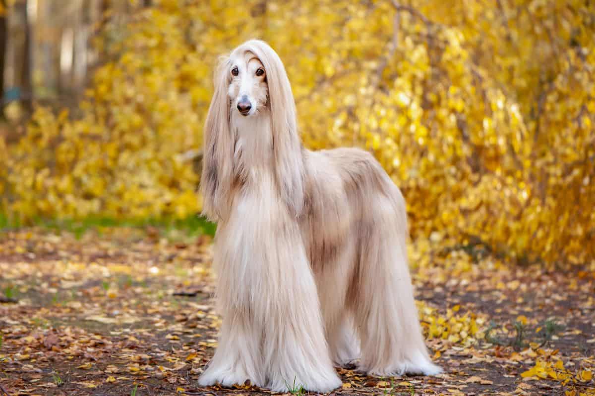 Long-haired Afghan Hound standing outdoors with golden autumn foliage in the background.