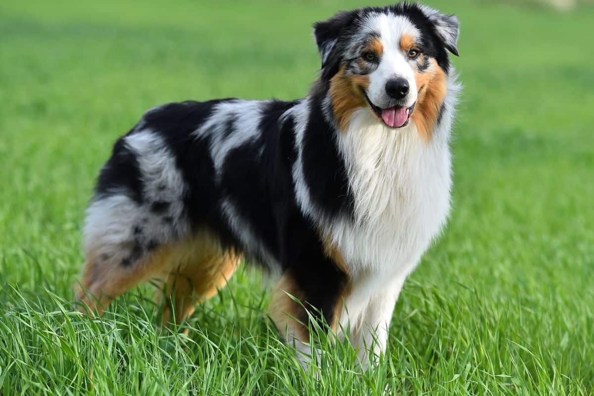 Australian Shepherd standing in lush green grass with a happy expression.