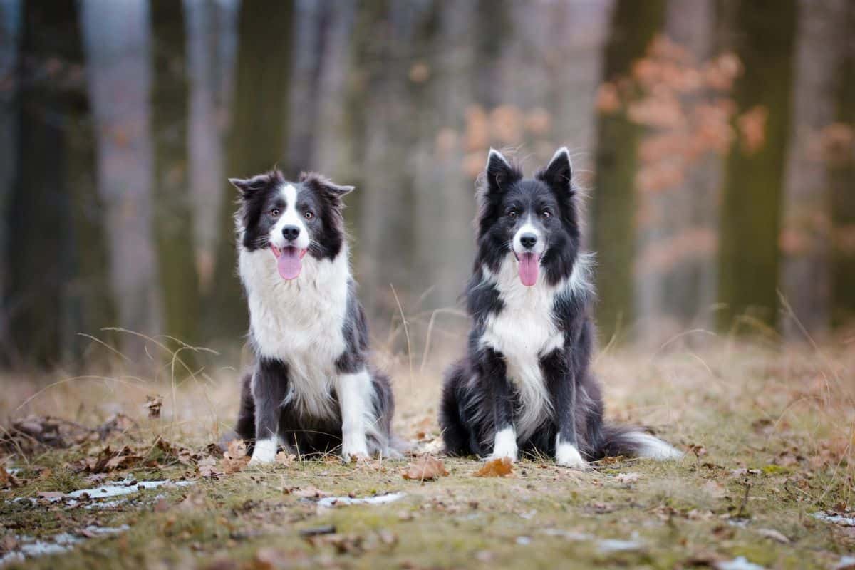Two black and white Border Collies sitting in a woodland clearing.